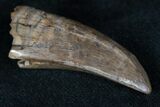 Tyrannosaur Tooth - Interesting Wear Pattern #13147-3